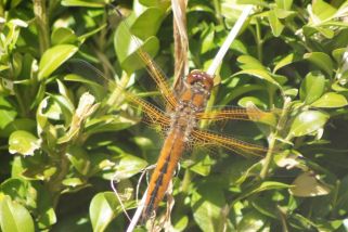 Libellula fulva - Spitzenfleck